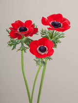 Anemones Mistral Rosso