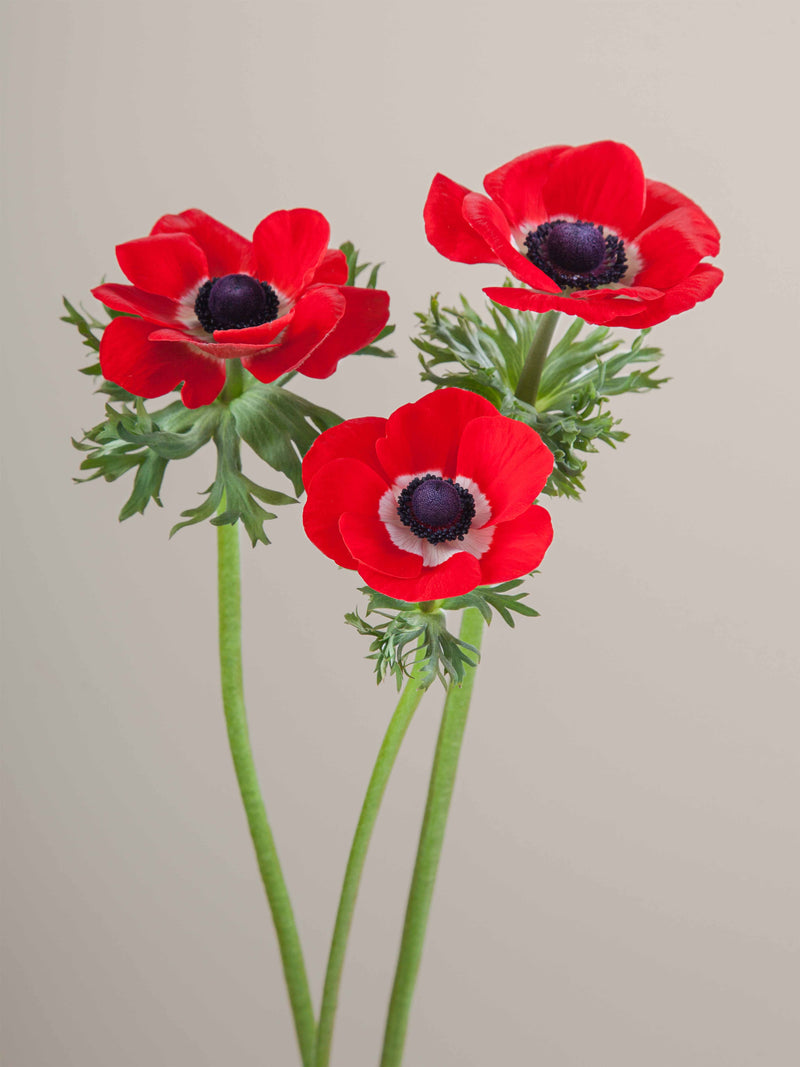 Anemones Mistral Rosso