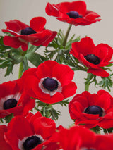 Anemones Mistral Rosso