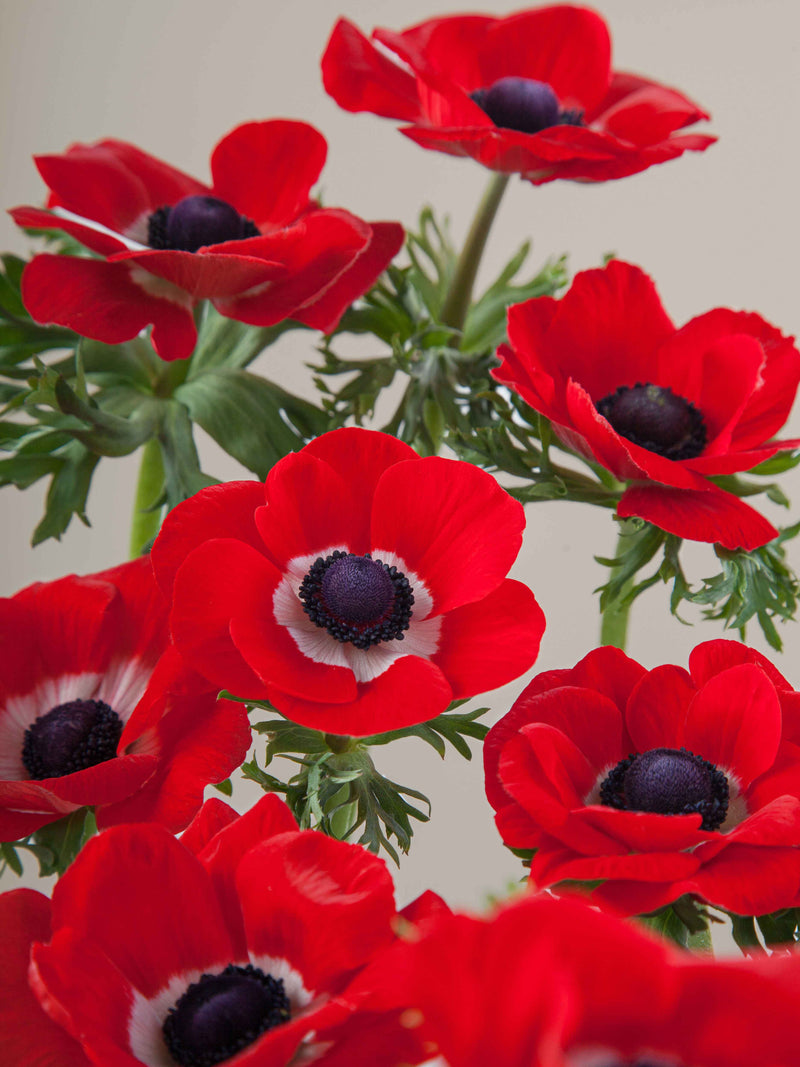 Anemones Mistral Rosso