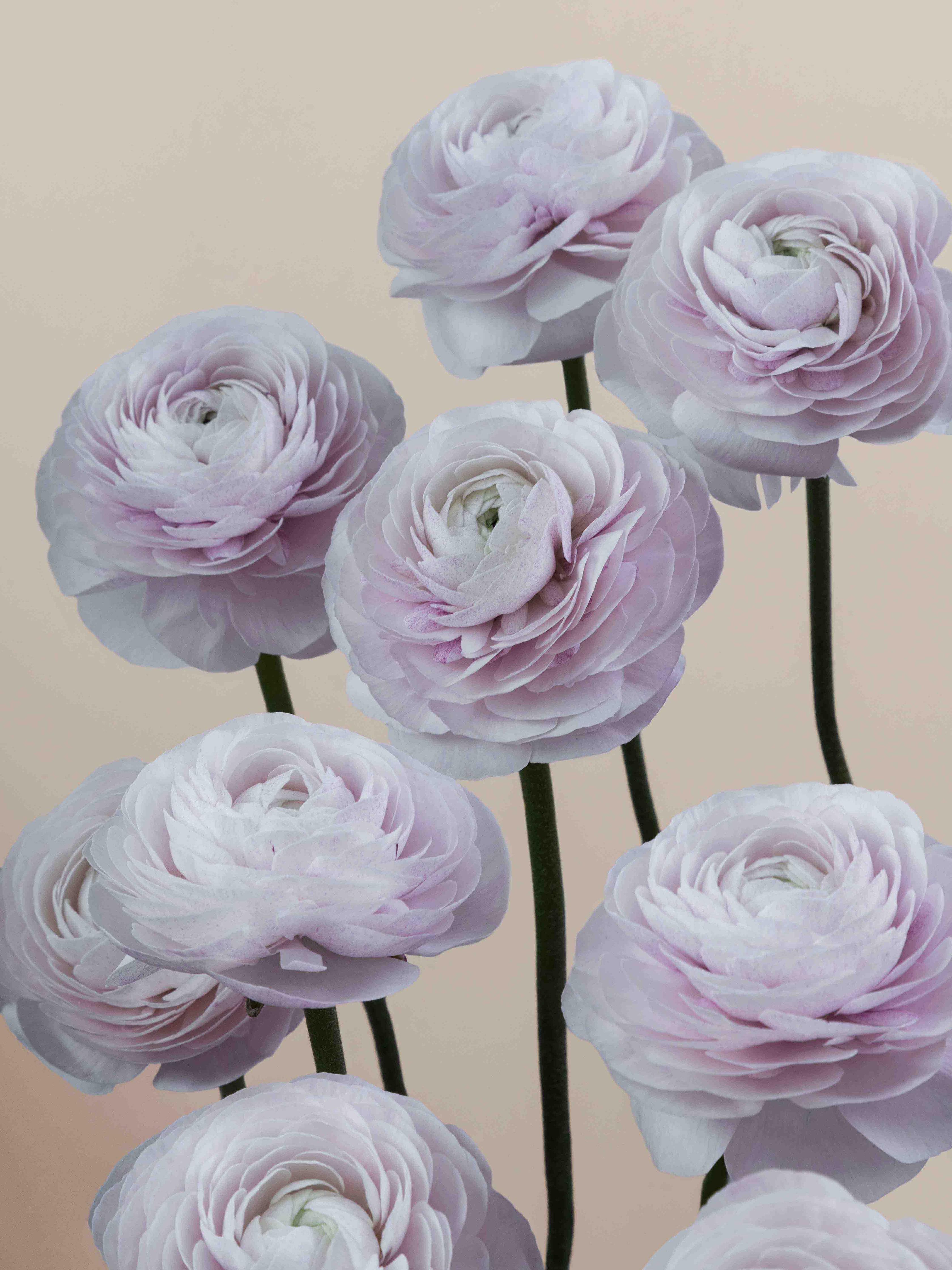 Cloni Success Nebbia – Floraprima