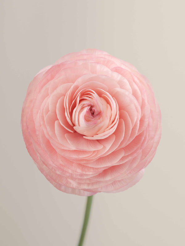 Cloni Success Collection – Floraprima