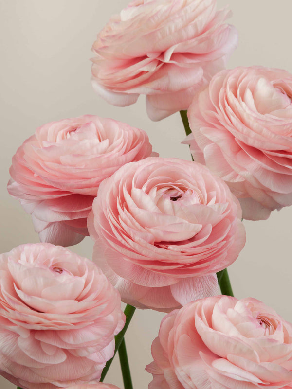 Cloni Success Collection – Floraprima