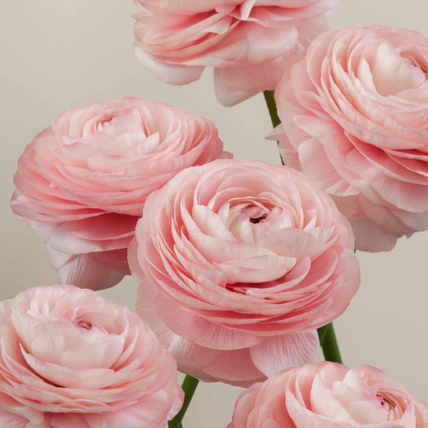 Cloni Success Nuance – Floraprima