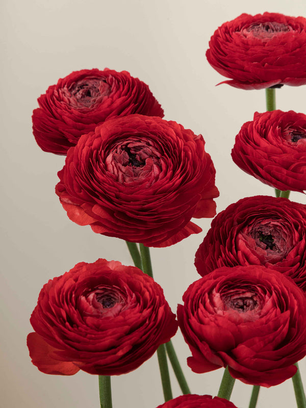 Ranunculus – Floraprima