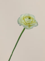 Cloni Success Vanilla