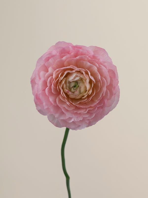 Cloni Success Collection – Floraprima