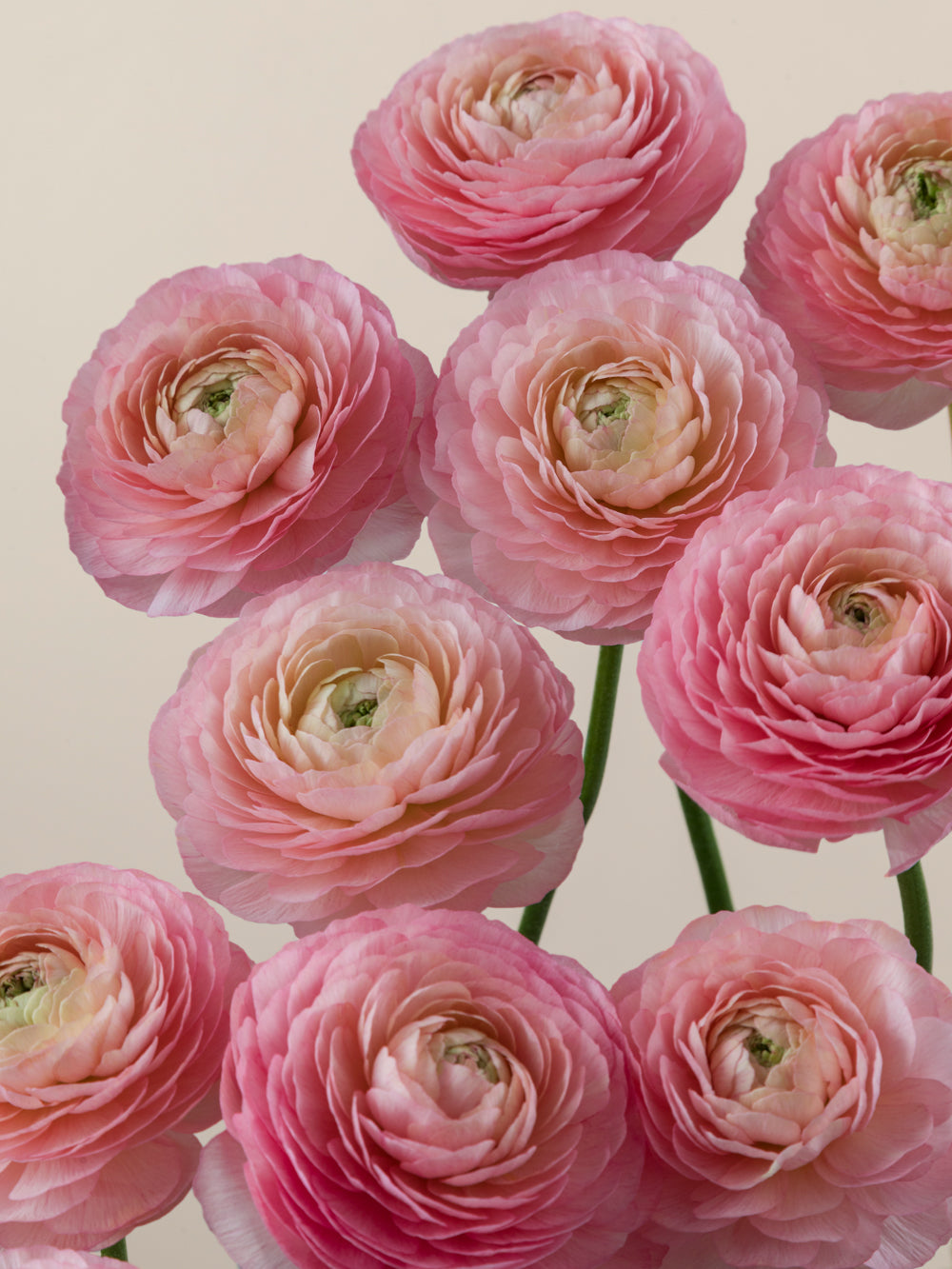 All Collections – Floraprima