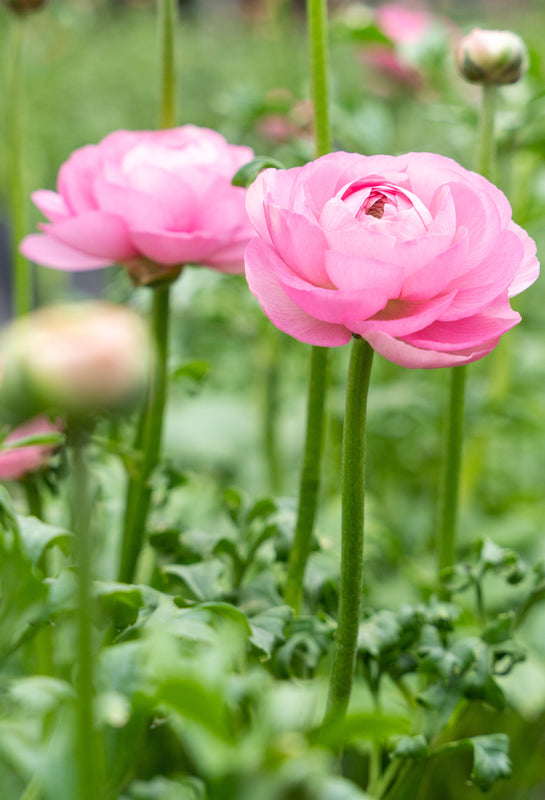 Floraprima A world of beauty Flowers Elegance Rosa Chiaro Ranunculus Ecuador Year-round availability