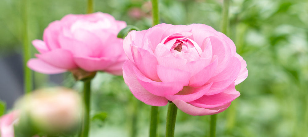 Floraprima Elegance Rosa Chiaro Ranunculus