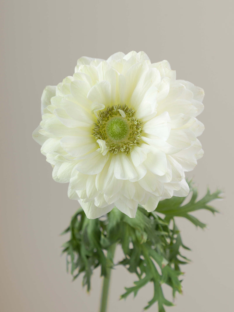 Levante Bianco