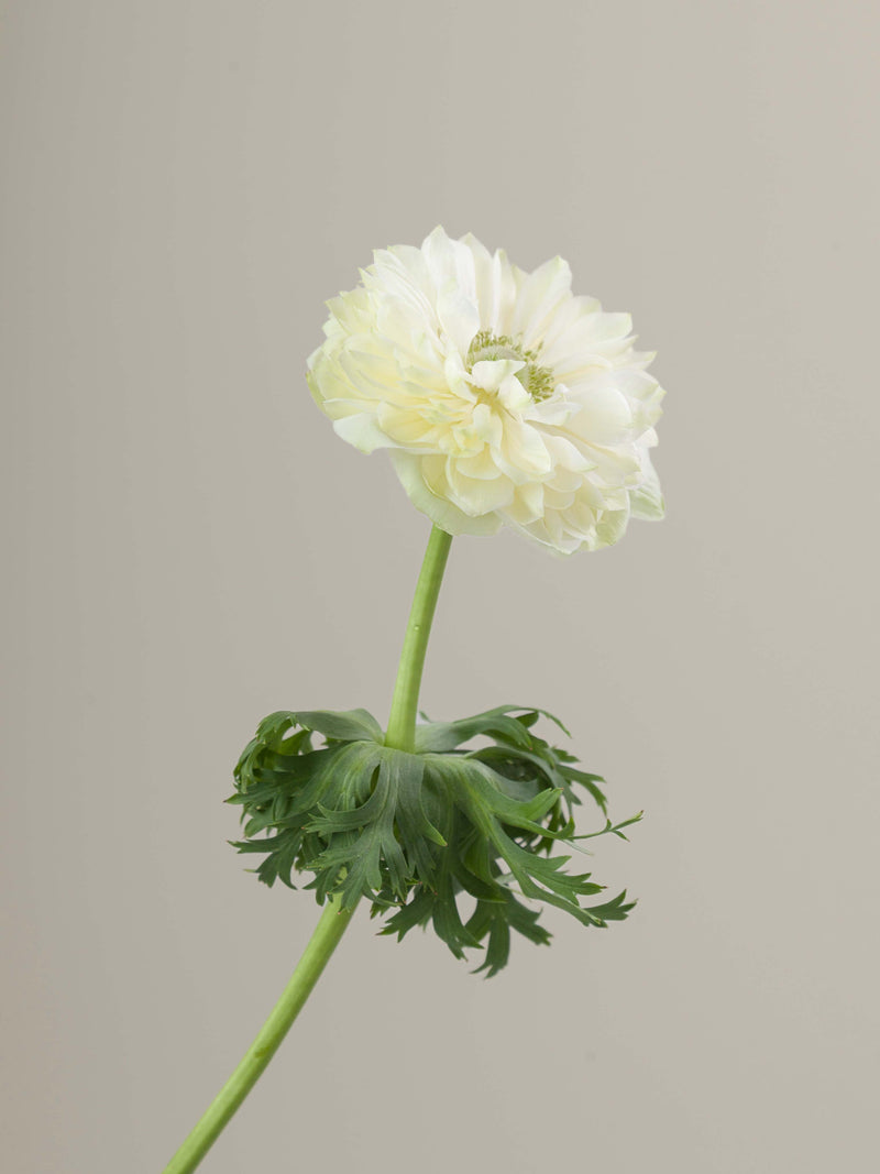 Levante Bianco