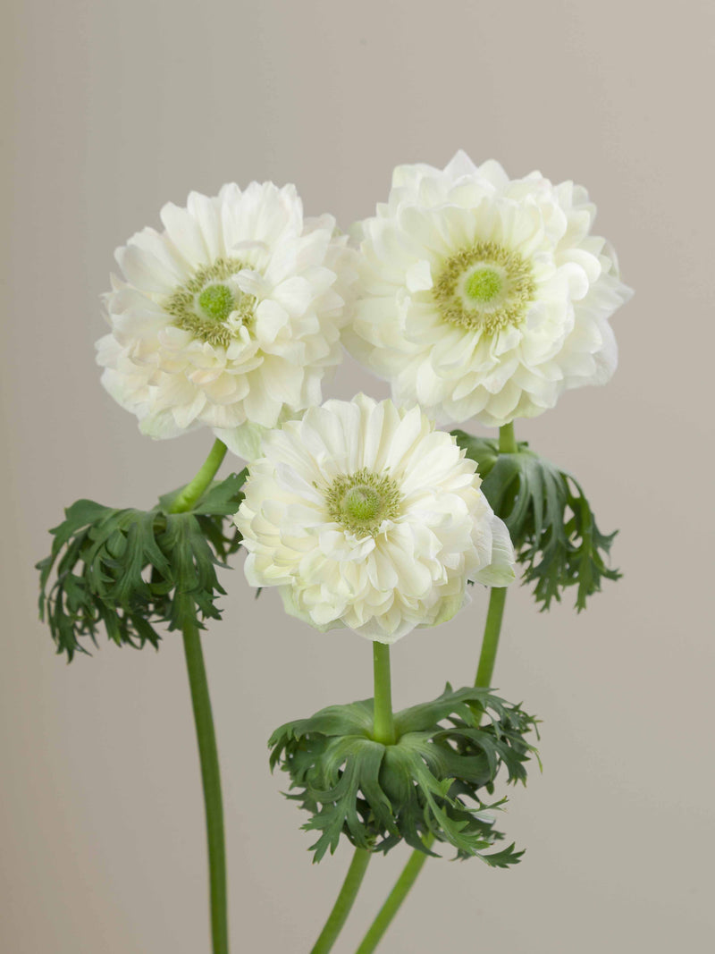 Levante Bianco