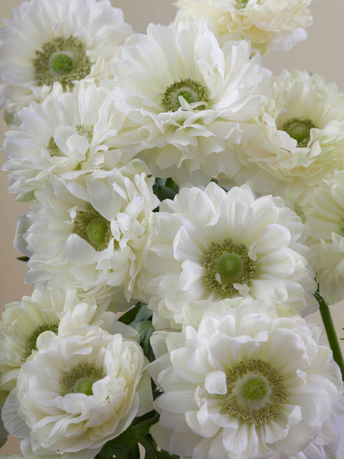 Anemones – Floraprima