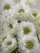 Levante Bianco