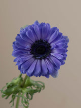 Levante Blu