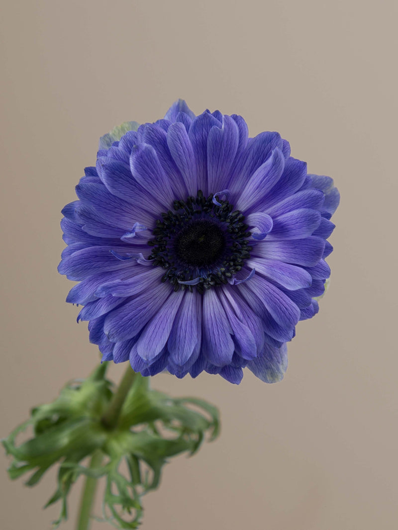 Levante Blu