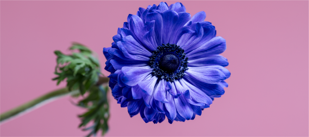 Anemone Levante Blu