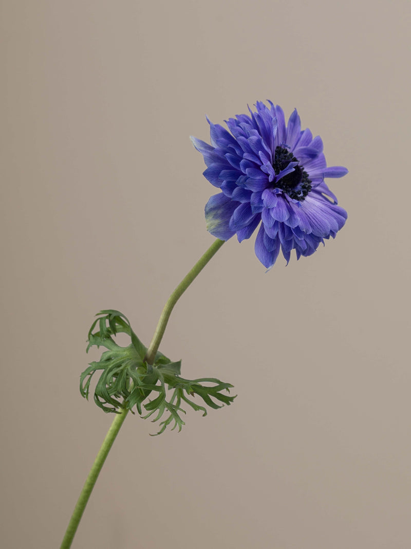 Levante Blu