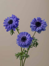 Levante Blu