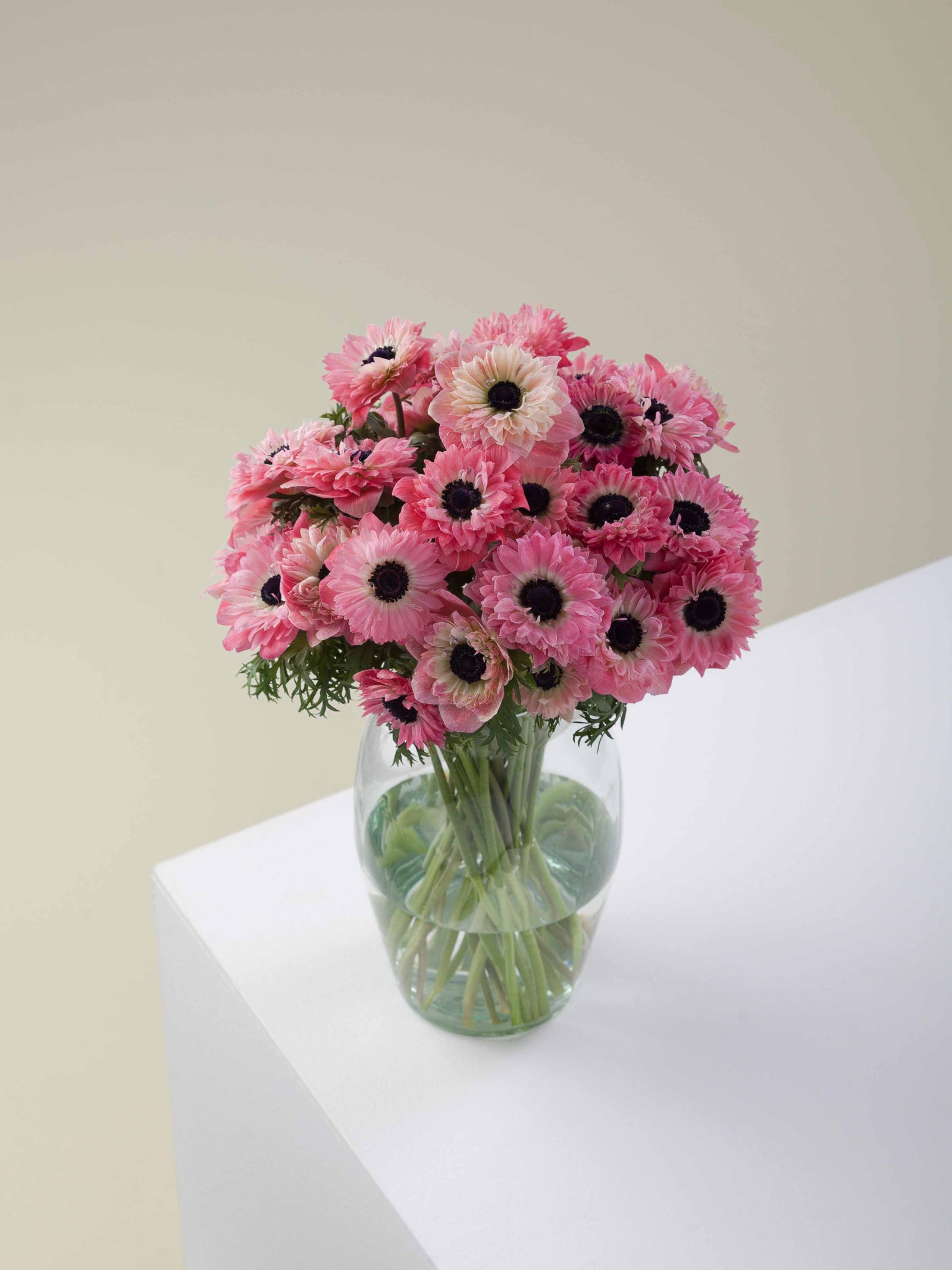 Levante Rosa – Floraprima