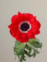 Levante Rosso