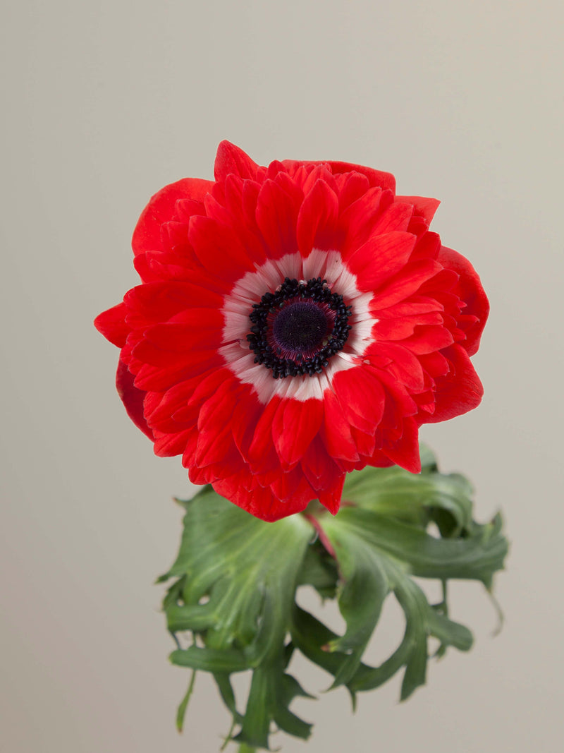 Levante Rosso