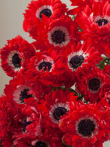 Levante Rosso