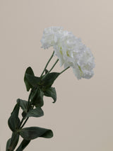 Alissa Pure White