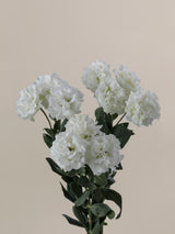 Alissa Pure White