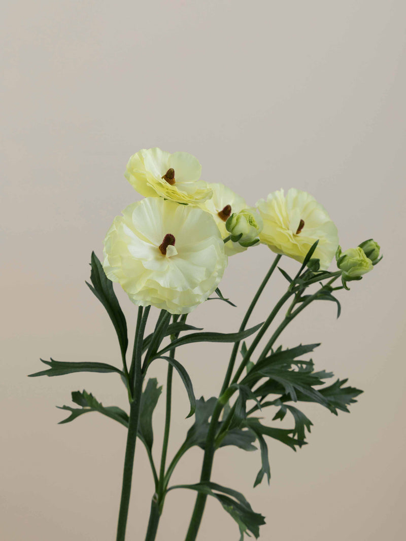 Natura Moderna Limoncello