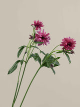 Natura Moderna Vega