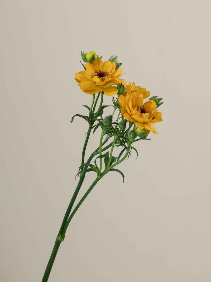 Natura Moderna Vivaldi