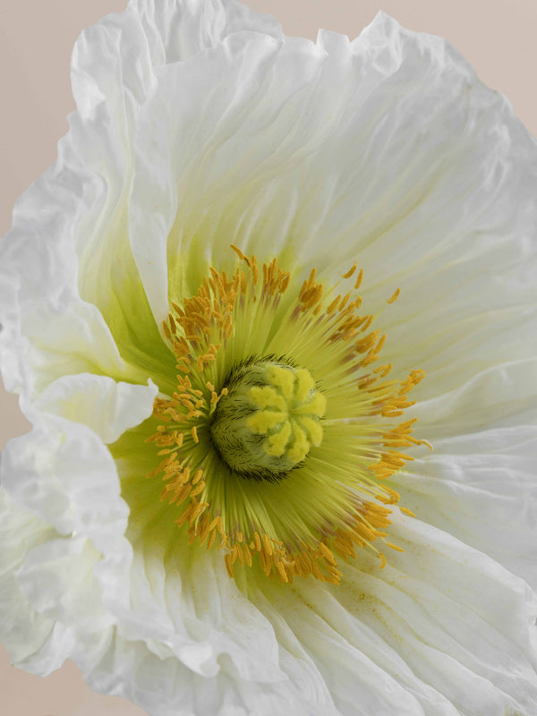 Poppy Bianco