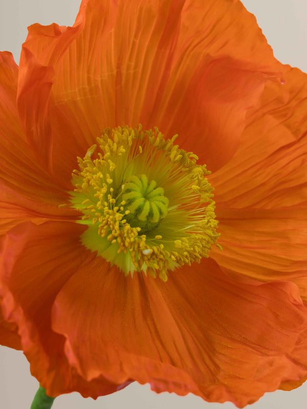 Poppy Arancio