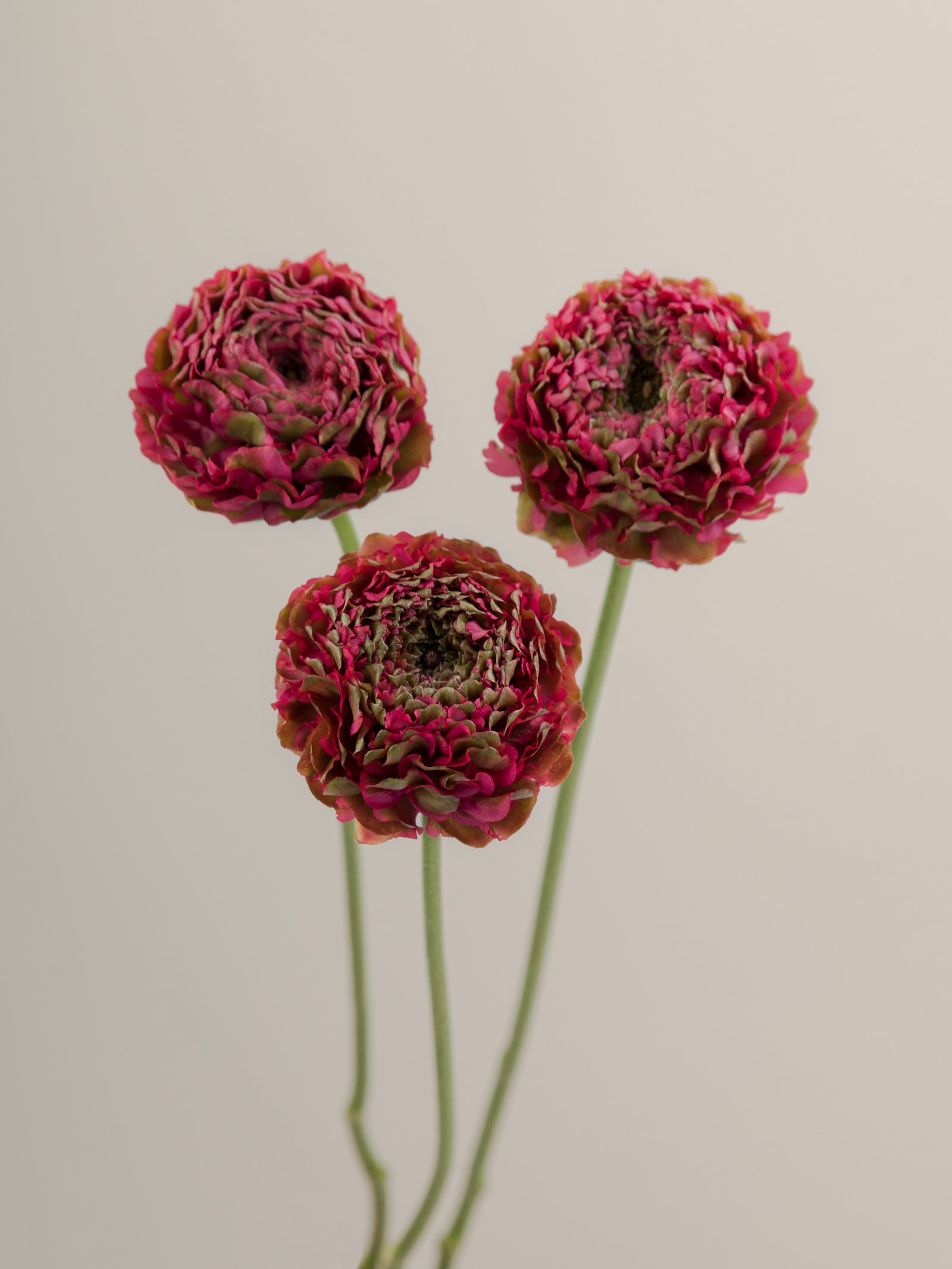 Specialty Pon Pon Hot Pink – Floraprima