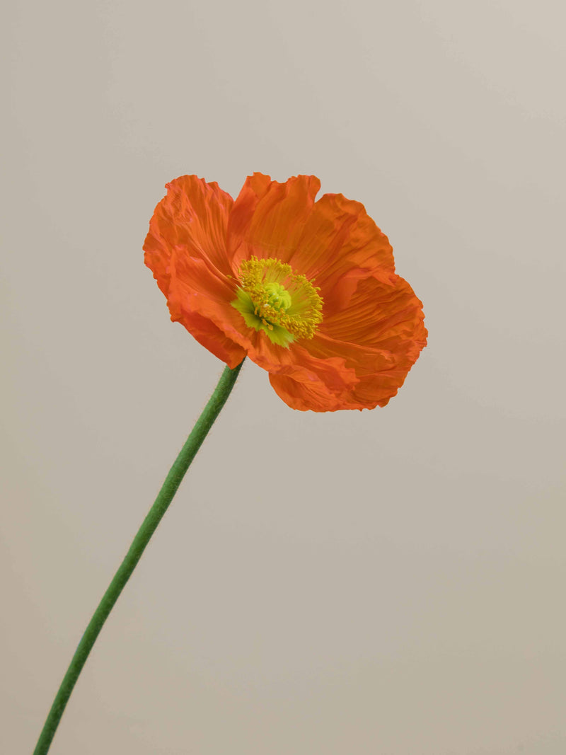 Poppy Arancio