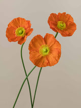 Poppy Arancio