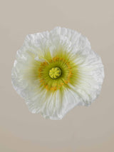 Poppy Bianco