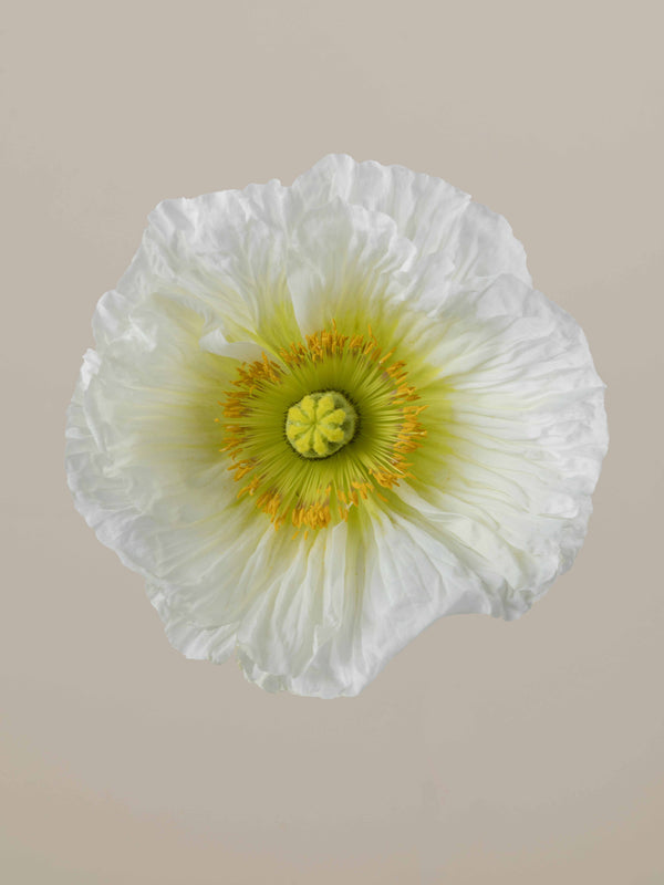 Poppy Bianco