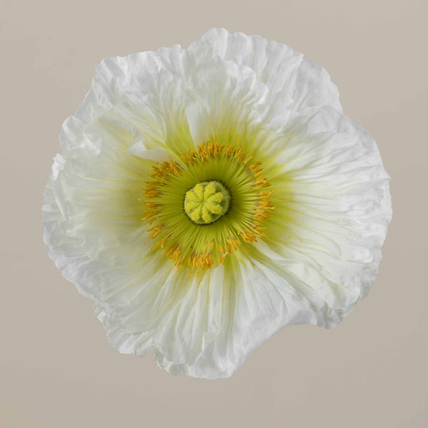 Poppy Bianco – Floraprima