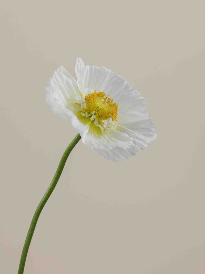 Poppy Bianco