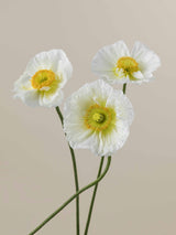 Poppy Bianco
