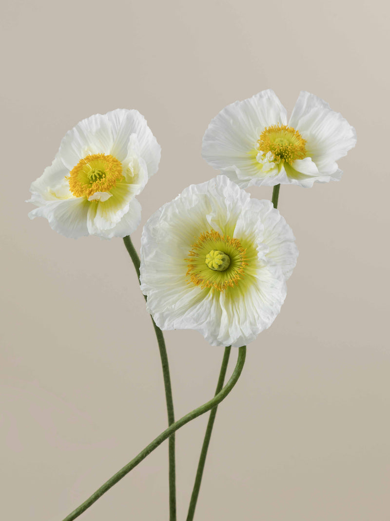 Poppy Bianco