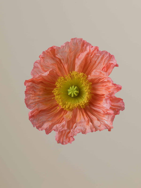Poppy Salmonato