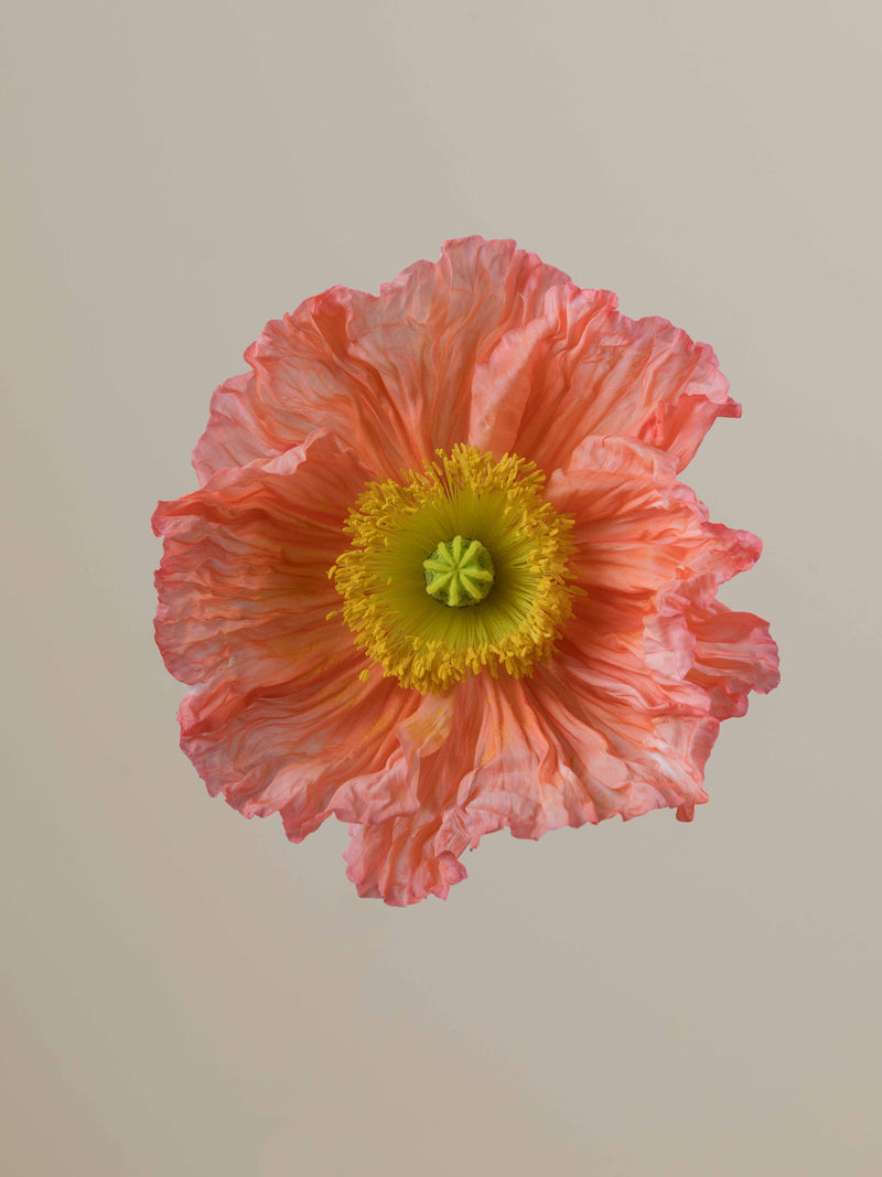 Poppy Salmonato