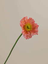 Poppy Salmonato