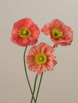 Poppy Salmonato