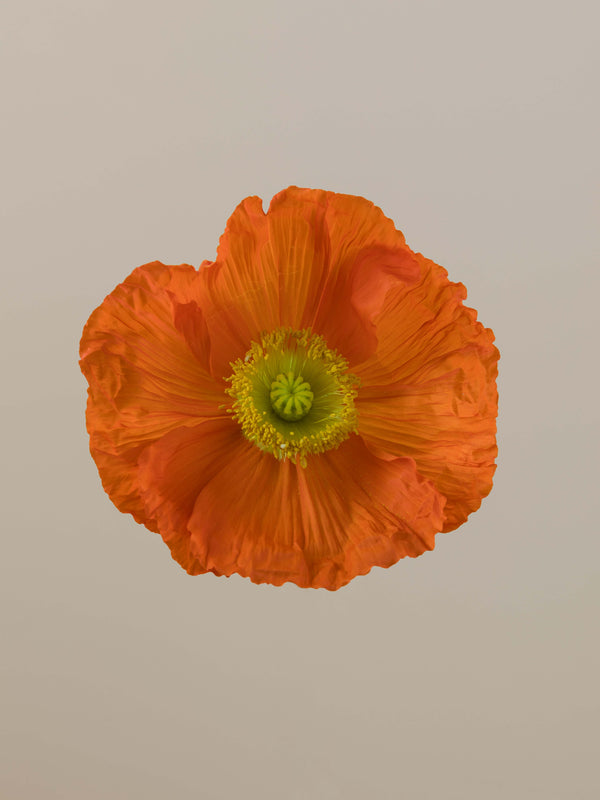 Poppy Arancio