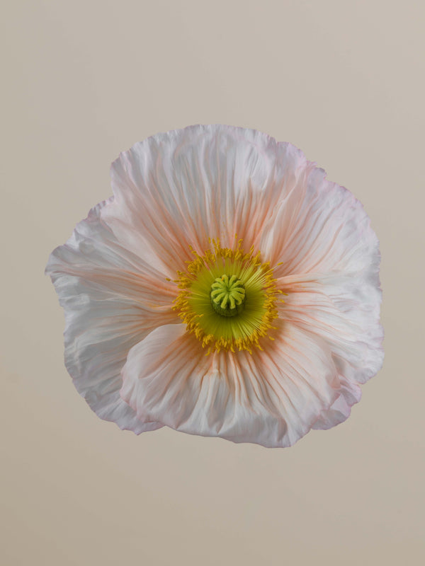 Poppy Rosa Chiaro